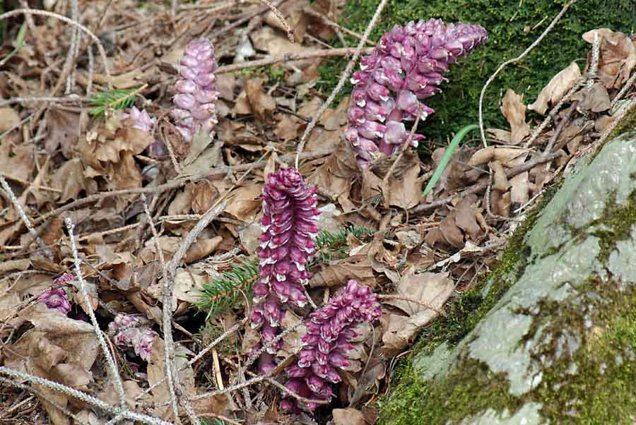 Lathraea squamaria